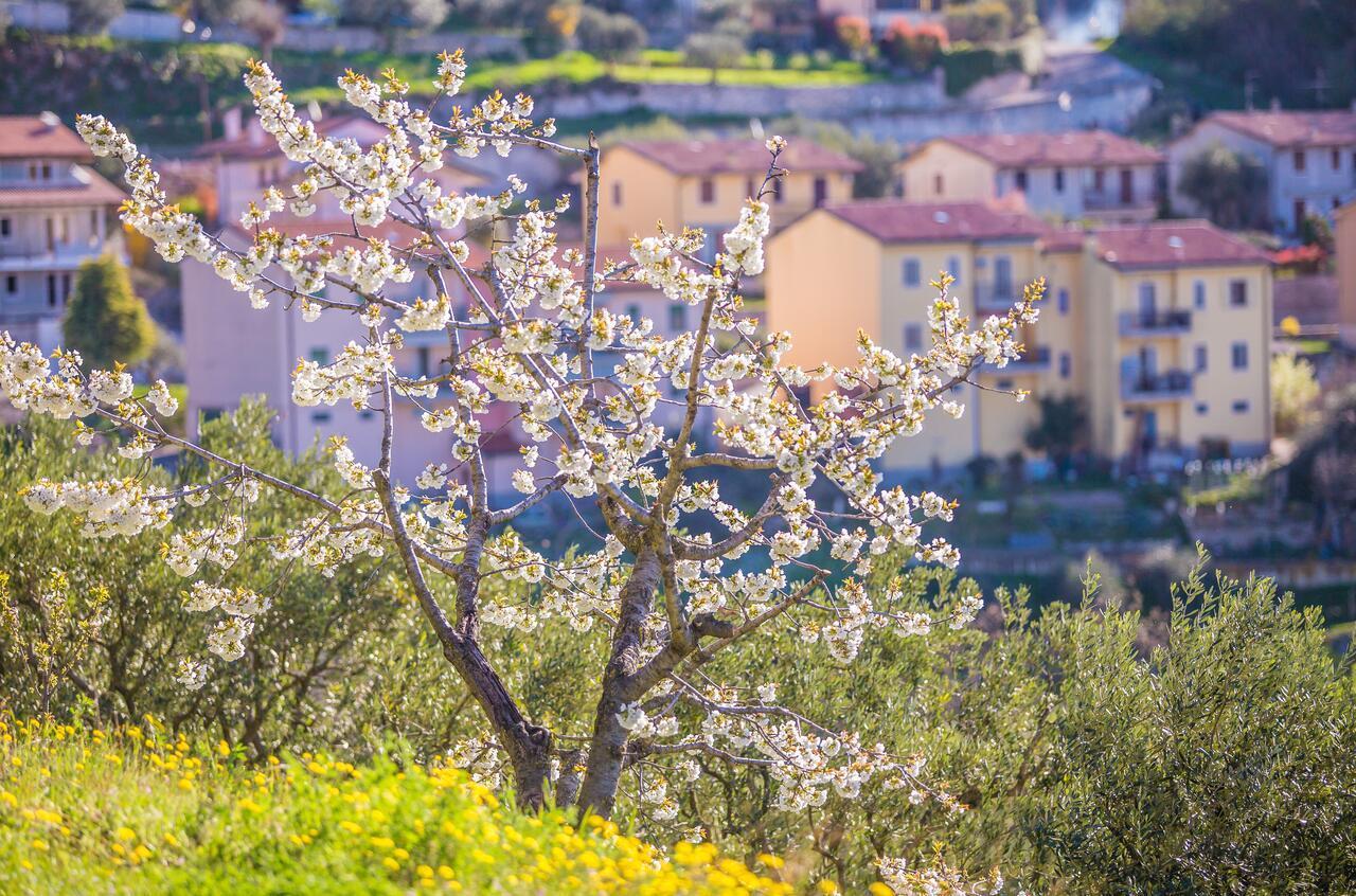Valpolicella Homes Recioto Apartment Sant'Ambrogio di Valpolicella Bagian luar foto